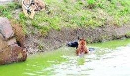 大鹏爆料动物园视频大全,动物园幕后趣事视频大盘点